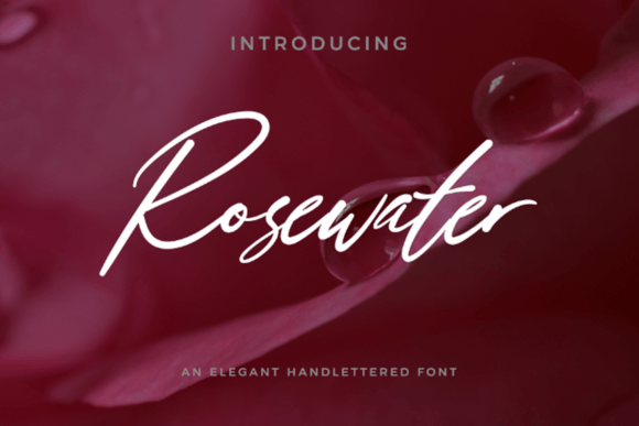 Rosewater: A Brand Designer's Review of This Script Font